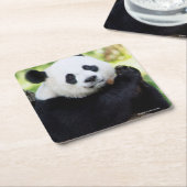 Dessous-de-verre Carré En Papier Séance de panda géant (Incliné)