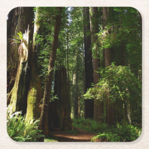 Dessous-de-verre Carré En Papier Séquoias et fougères au parc national de Redwood