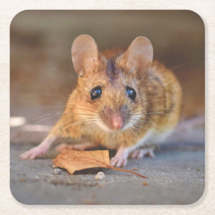 Dessous-de-verre Carré En Papier Souris très Cool dans le Dessous de verre sauvage