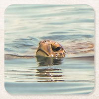 Tête au-dessus de la tortue de l'eau Ocean Wildlif