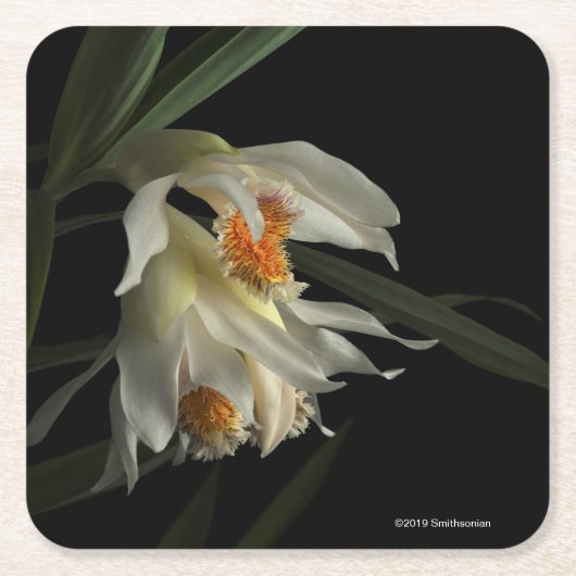 Dessous-de-verre Carré En Papier Thunia Marshalliana (Devant)