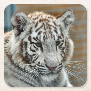 Dessous-de-verre Carré En Papier Tiger20151001