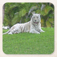 Tigre Blanc au repos dans la lumière d'une prairie