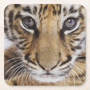 Dessous-de-verre Carré En Papier Tigre CUB