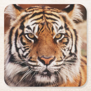 Dessous-de-verre Carré En Papier Tigre de Sumatra