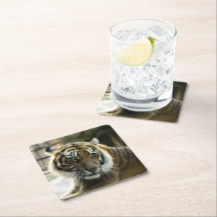 Dessous-de-verre Carré En Papier Tigre du Bengale