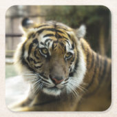 Dessous-de-verre Carré En Papier Tigre du Bengale (Devant)