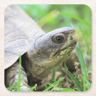 Dessous-de-verre Carré En Papier Tortue