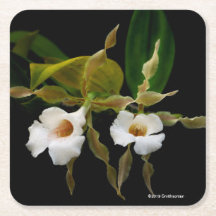 Dessous-de-verre Carré En Papier Trichopilia Tortilis