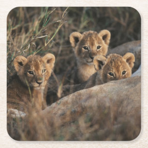 Dessous-de-verre Carré En Papier Trio de lionceaux avec leur mère