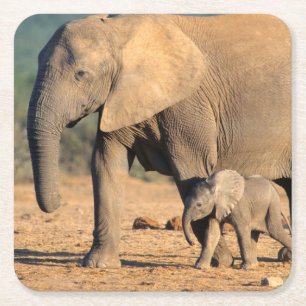 Dessous-de-verre Carré En Papier Une mère éléphant d'Afrique et son petit en mouvem