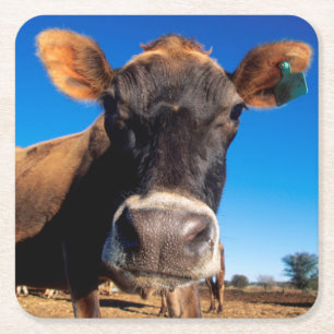 Dessous-de-verre Carré En Papier Une vache Jersey curieuse