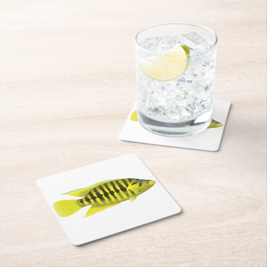 Dessous-de-verre Carré En Papier Veste jaune Cichlid (En situation)