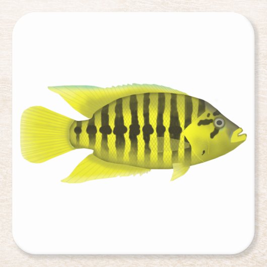 Dessous-de-verre Carré En Papier Veste jaune Cichlid (Devant)