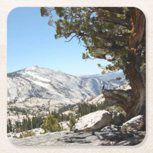 Dessous-de-verre Carré En Papier Vieil arbre au parc national de Yosemite