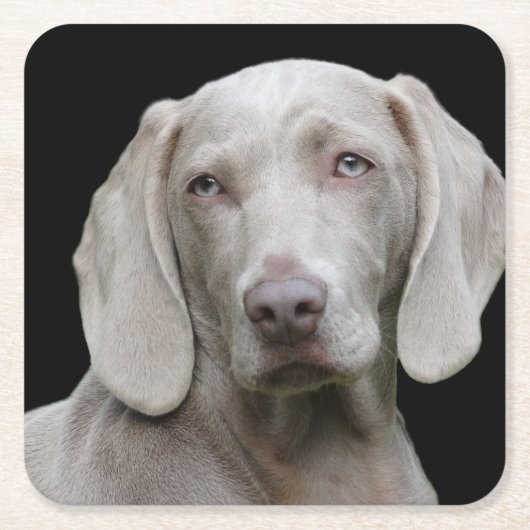 Dessous-de-verre Carré En Papier Weimaraner Silver Grey (Devant)