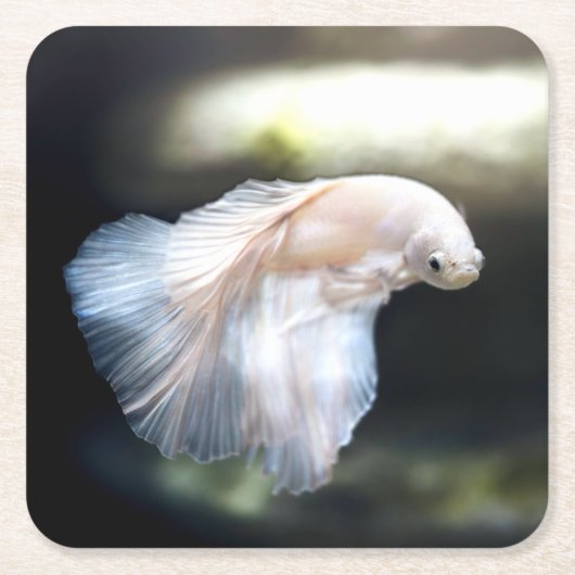 Dessous-de-verre Carré En Papier White siamese Fighting Fish (Devant)