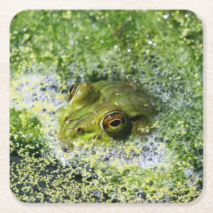 Dessous-de-verre Carré En Papier Yeux de grenouille dans un étang