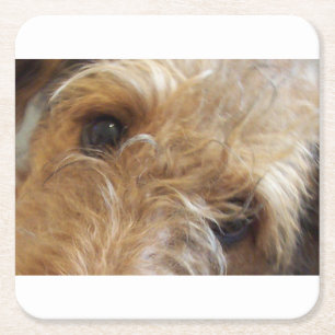 Dessous-de-verre Carré En Papier yeux de terrier airedale
