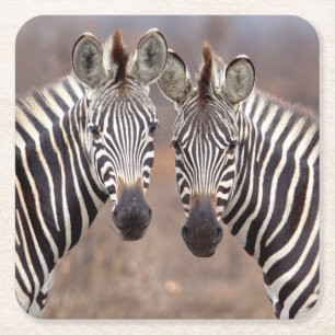 Dessous-de-verre Carré En Papier Zèbres des plaines, parc national Kruger
