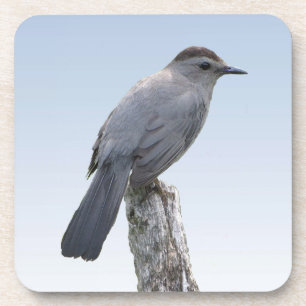 Dessous-de-verre Catbird
