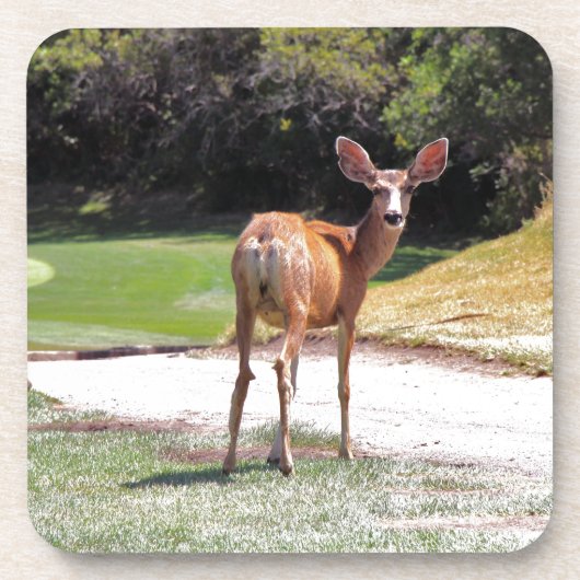 Dessous-de-verre cerf regardant la nature de la caméra (Devant)