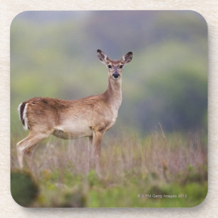 Dessous-de-verre Cerfs communs Blanc-Coupés la queue