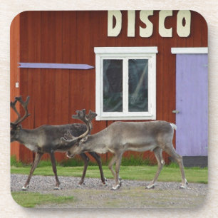 DESSOUS-DE-VERRE CERFS COMMUNS DE DISCO