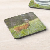 Dessous-de-verre Cerfs communs de mule (hemionus d'Odocoileus) dans (Côté gauche)
