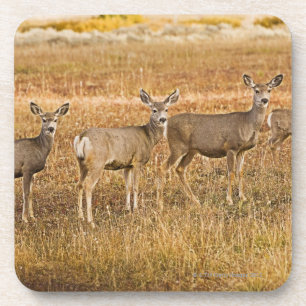 Dessous-de-verre Cerfs communs de mule (hemionus d'Odocoileus) un