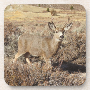 Dessous-de-verre Cerfs, faune, buck, Dessous de verre, série 6,
