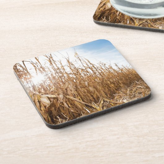 Dessous-de-verre Champ de maïs en partie moissonné (Côté gauche)