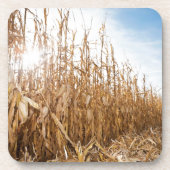 Dessous-de-verre Champ de maïs en partie moissonné (Devant)