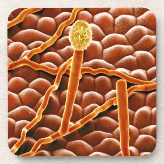 Dessous-de-verre Champignon de rouille pulvérulente sur la (Devant)