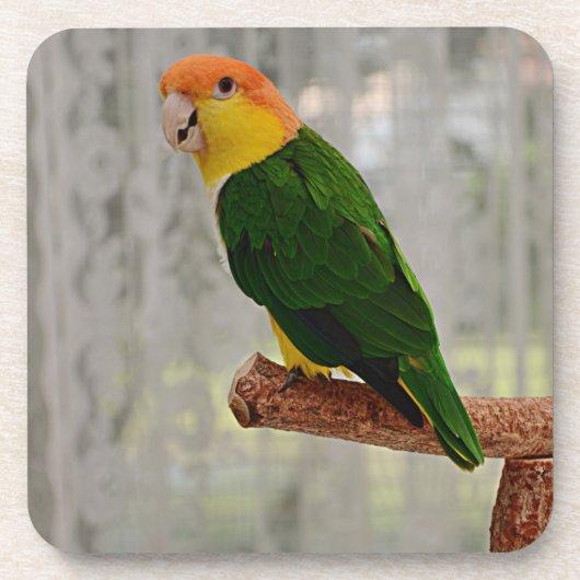 Dessous-de-verre Chanter blanc Bellied Caique Parrot (Devant)