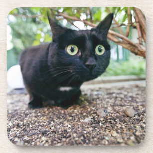 Dessous-de-verre chat alerté se cachant sous le buisson