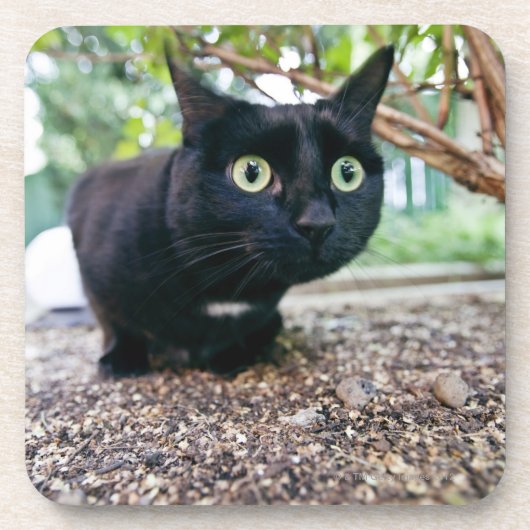 Dessous-de-verre chat alerté se cachant sous le buisson (Devant)