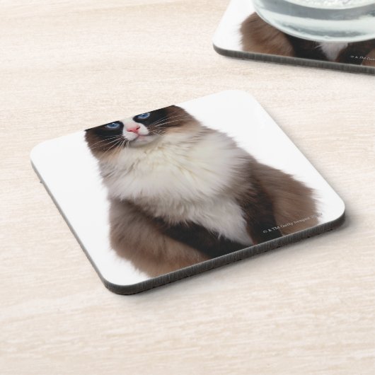 Dessous-de-verre Chat de Ragdoll (Côté gauche)