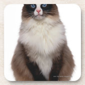 Dessous-de-verre Chat de Ragdoll (Devant)