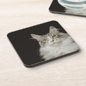 Dessous-de-verre Chat de ragondin adulte du Maine (Côté gauche)