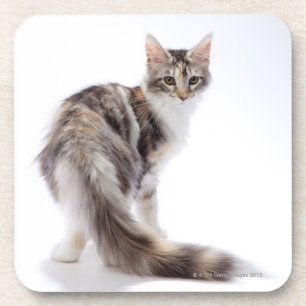 Dessous-de-verre Chat de ragondin du Maine