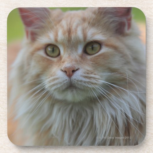 Dessous-de-verre Chat de ragondin principal (Devant)