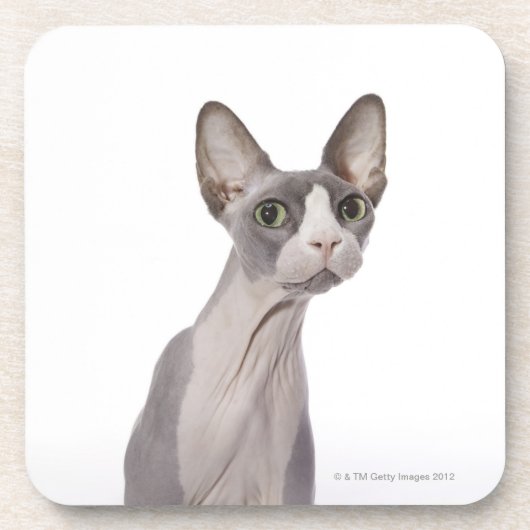 Dessous-de-verre Chat de Sphynx avec l'expression étonnée (Devant)