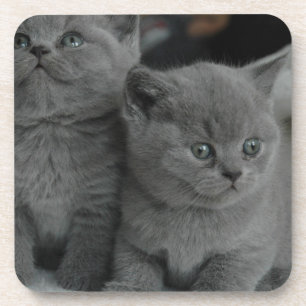 Dessous-de-verre chat mignon de jeune de chaton d'animal familier