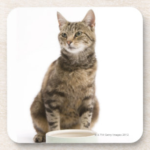 Dessous-de-verre Chat par la cuvette