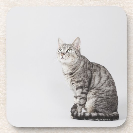 Dessous-de-verre Chat recherchant (Devant)