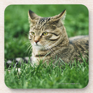 Dessous-de-verre Chat se situant dans l'herbe