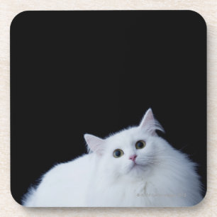 Dessous-de-verre Chat sibérien