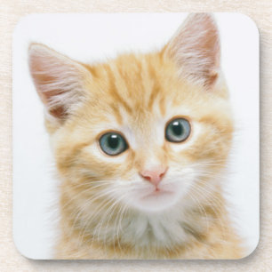 Dessous-de-verre Chat tigré d'orange douce