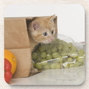 Dessous-de-verre Chaton à l'intérieur de sac d'épicerie